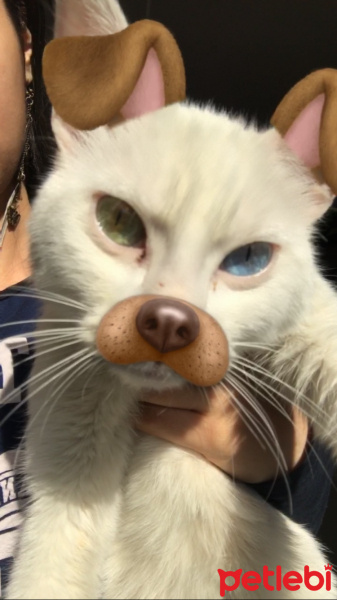 Van Kedisi, Kedi Gandalf fotoğrafı