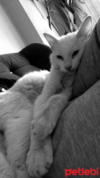 Van Kedisi, Kedi Gandalf fotoğrafı