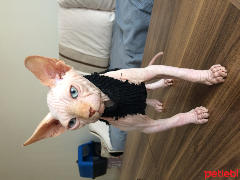 Sphynx, Kedi Bob fotoğrafı