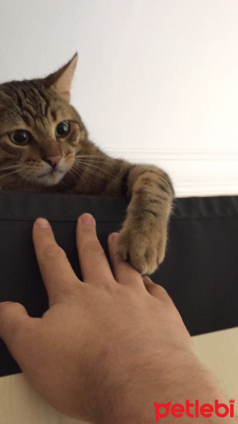 Tekir Kedi, Kedi rifi fotoğrafı