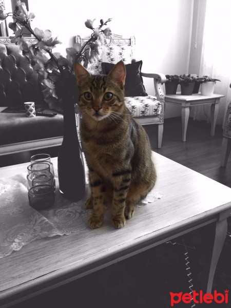 Tekir Kedi, Kedi rifi fotoğrafı