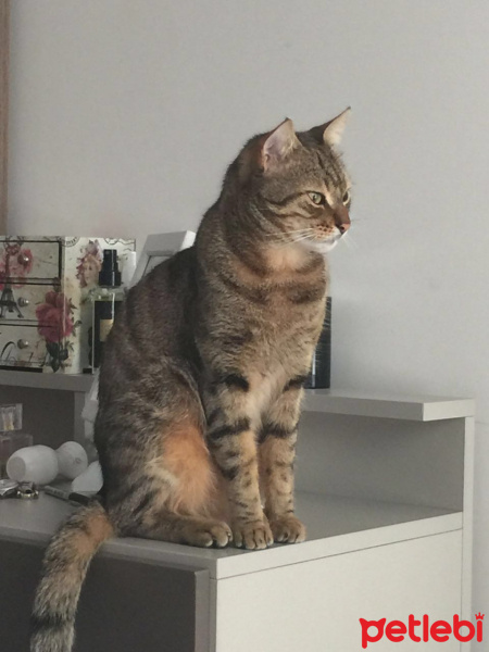 Tekir Kedi, Kedi rifi fotoğrafı