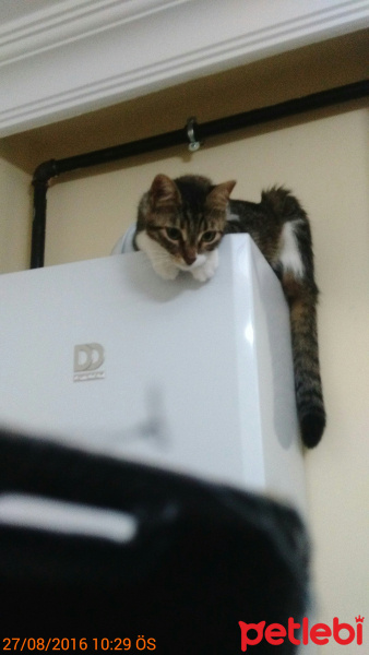 Tekir Kedi, Kedi narin fotoğrafı