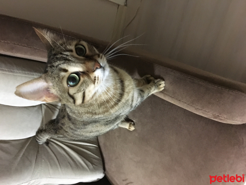 Tekir Kedi, Kedi Feride fotoğrafı