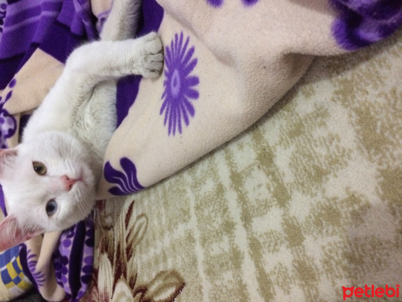 Van Kedisi, Kedi Adı yok fotoğrafı