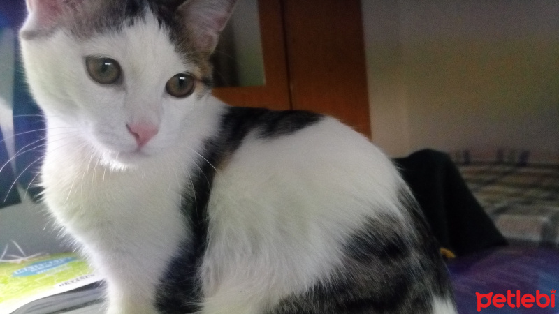 Tekir Kedi, Kedi Kedi fotoğrafı