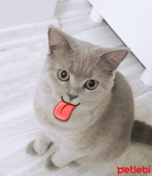 British Shorthair, Kedi  Venüs fotoğrafı