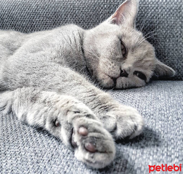 British Shorthair, Kedi  Venüs fotoğrafı