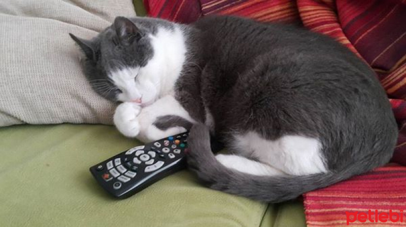 Mavi Rus, Kedi Pink fotoğrafı