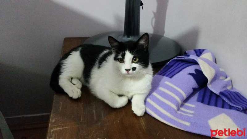 Tekir Kedi, Kedi izzet fotoğrafı