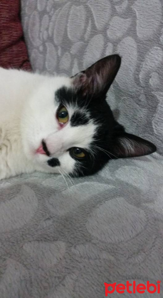 Tekir Kedi, Kedi izzet fotoğrafı