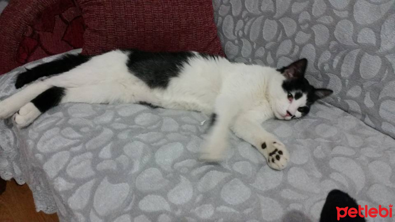 Tekir Kedi, Kedi izzet fotoğrafı