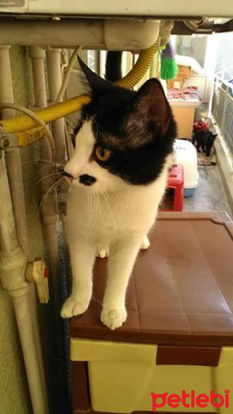 Tekir Kedi, Kedi izzet fotoğrafı