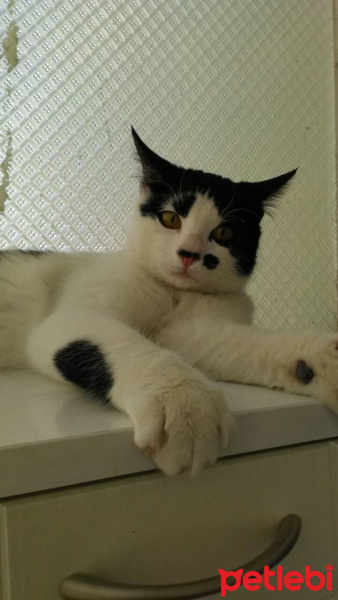 Tekir Kedi, Kedi izzet fotoğrafı