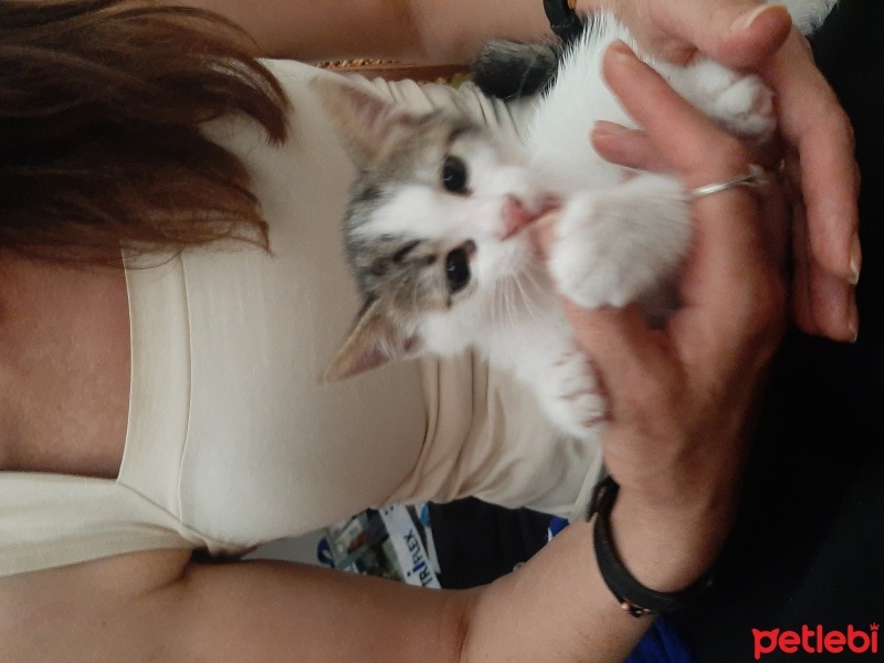 Tekir Kedi, Kedi  Venüs fotoğrafı