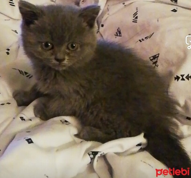 British Shorthair, Kedi  Yumak fotoğrafı