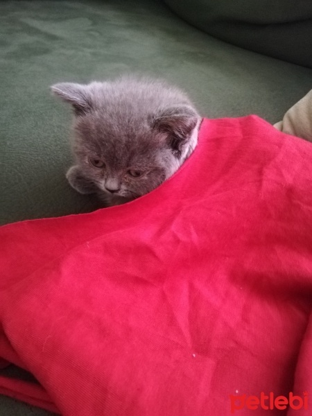 British Shorthair, Kedi  Yumak fotoğrafı