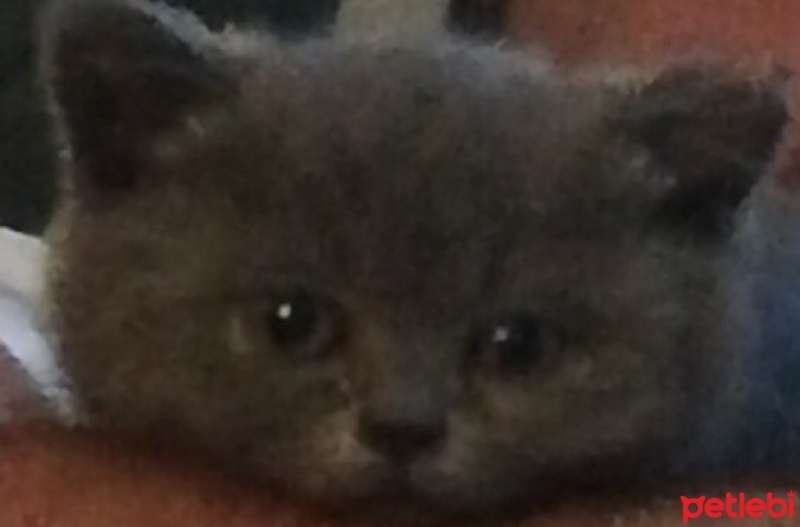 British Shorthair, Kedi  Yumak fotoğrafı