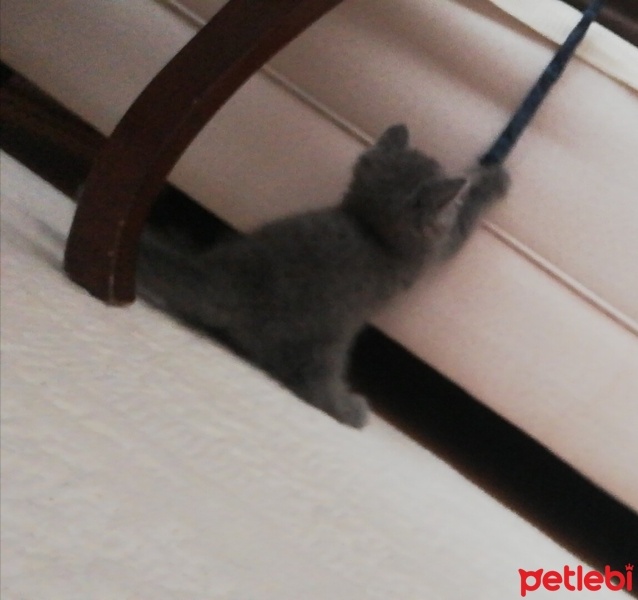 British Shorthair, Kedi  Yumak fotoğrafı