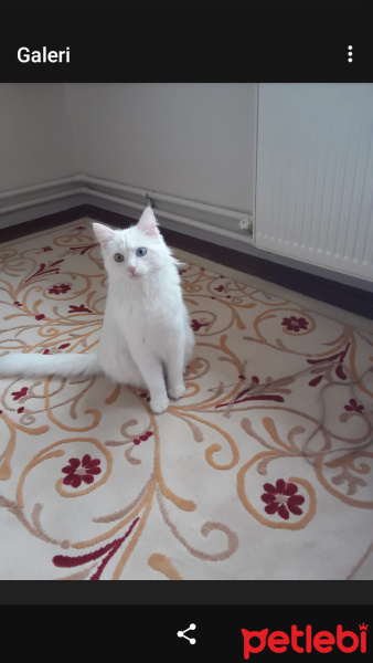 Van Kedisi, Kedi Merly fotoğrafı