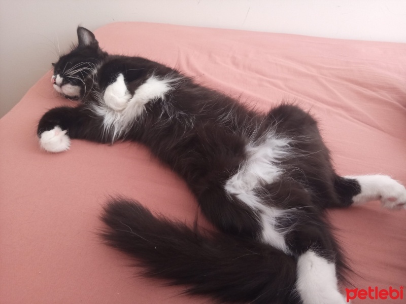 Tuxedo (Smokin) Kedi, Kedi  Venüs fotoğrafı