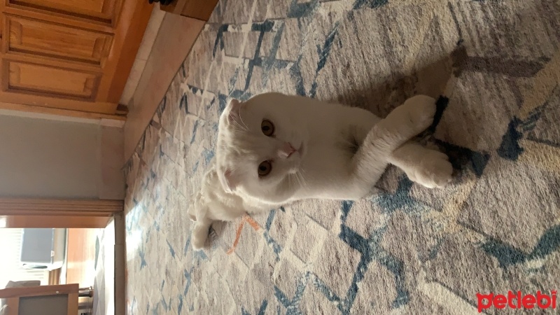 Scottish Fold, Kedi  Rıfkı Bulut fotoğrafı