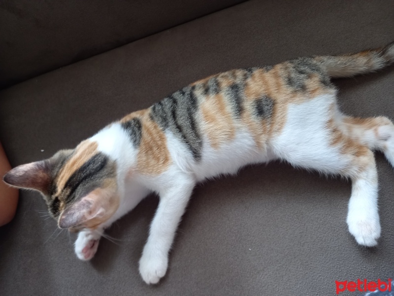 Tekir Kedi, Kedi  Venüs fotoğrafı