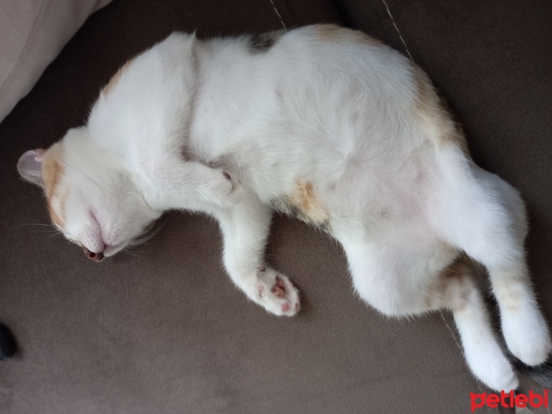 Tekir Kedi, Kedi  Venüs fotoğrafı