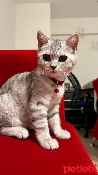 British Shorthair, Kedi  Venüs fotoğrafı