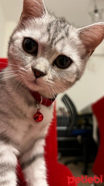 British Shorthair, Kedi  Venüs fotoğrafı