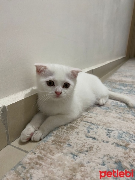 Scottish Fold, Kedi  Yumak fotoğrafı