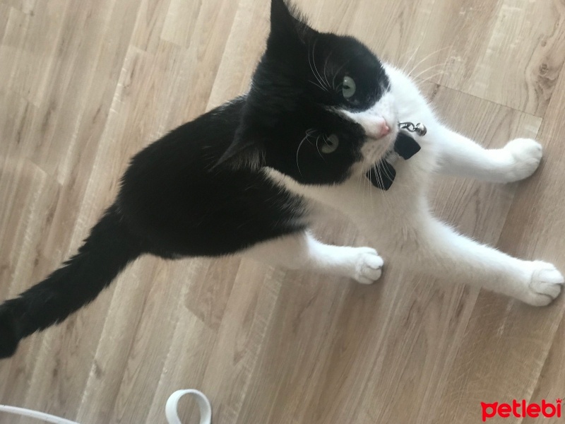 Tuxedo (Smokin) Kedi, Kedi  Zeytin fotoğrafı
