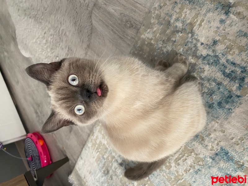 British Shorthair, Kedi  Venüs fotoğrafı