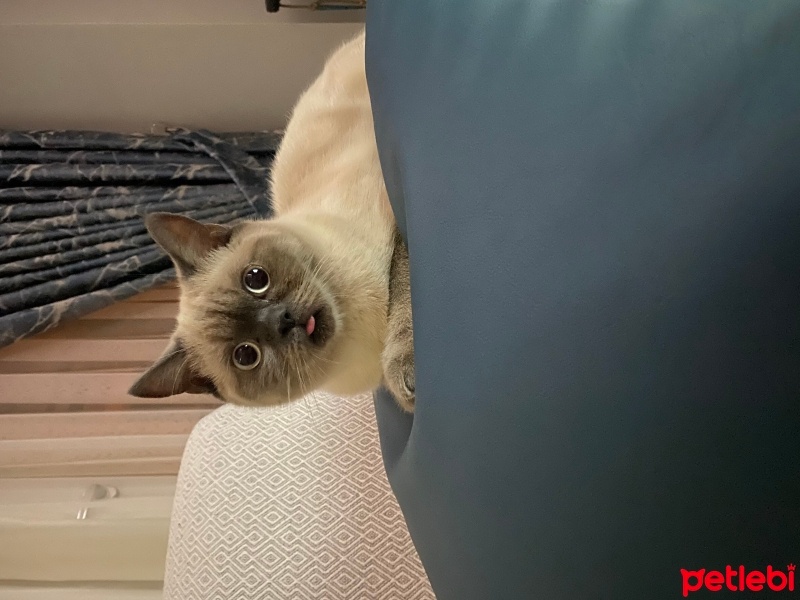 British Shorthair, Kedi  Venüs fotoğrafı