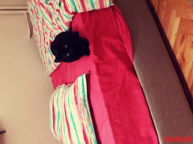 Tekir Kedi, Kedi  paşa fotoğrafı