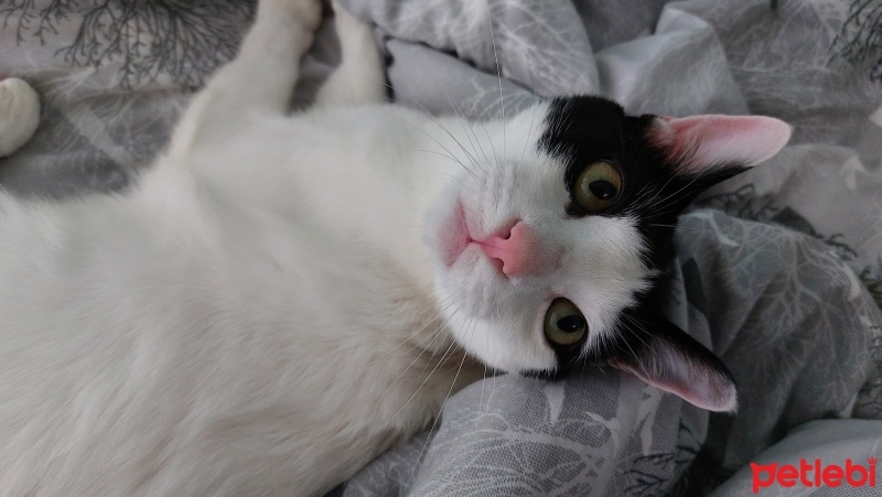 Tuxedo (Smokin) Kedi, Kedi Faruk fotoğrafı