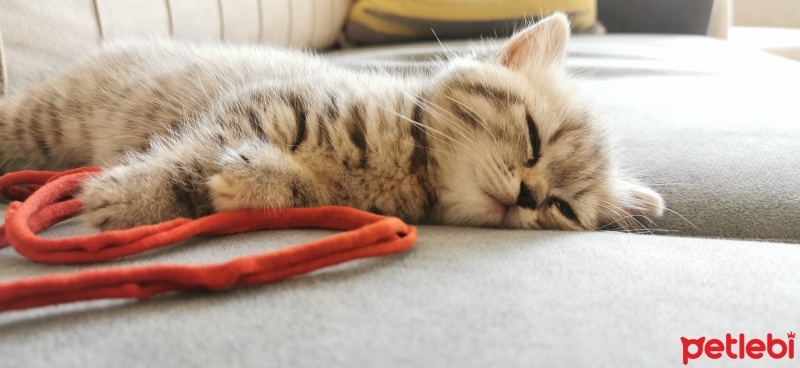 British Shorthair, Kedi  Hera fotoğrafı