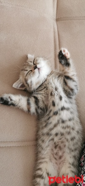 British Shorthair, Kedi  Hera fotoğrafı