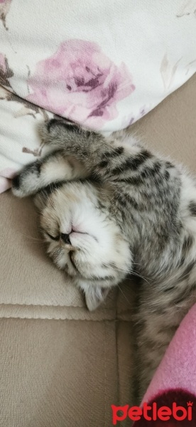 British Shorthair, Kedi  Hera fotoğrafı