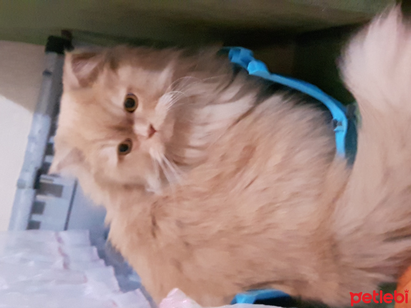 Chinchilla, Kedi Badem fotoğrafı