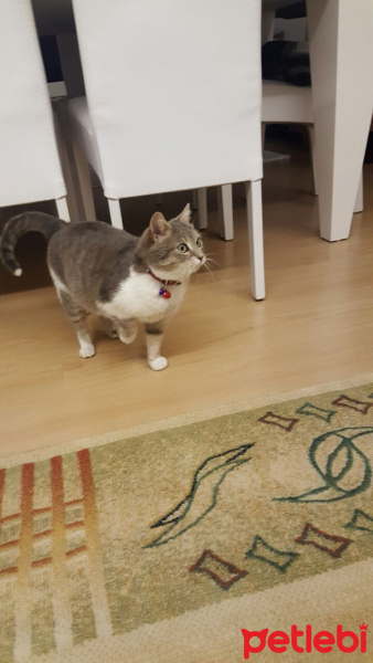 Tekir Kedi, Kedi Erik fotoğrafı