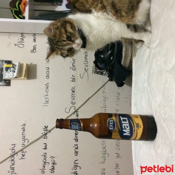 Tekir Kedi, Kedi Likör fotoğrafı