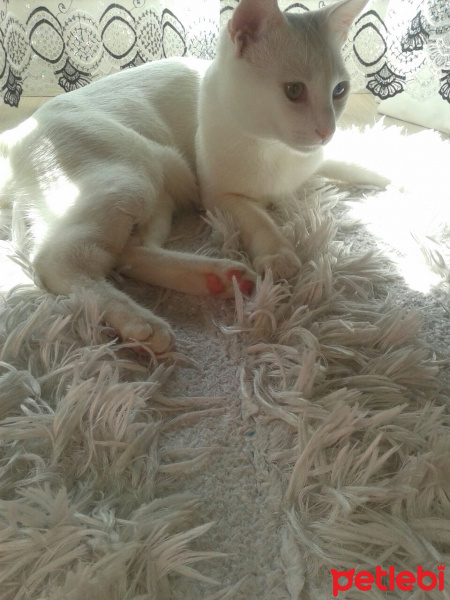 Van Kedisi, Kedi Bebe fotoğrafı