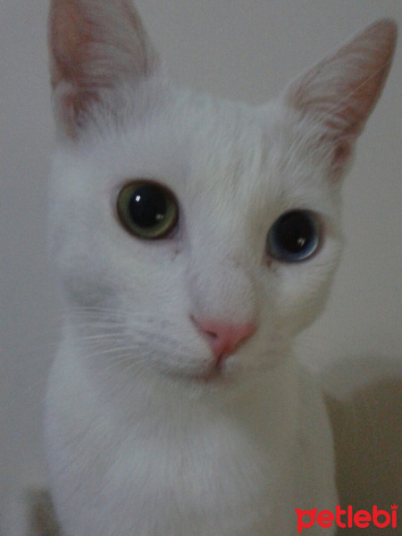 Van Kedisi, Kedi Bebe fotoğrafı