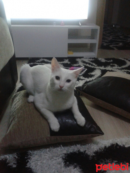 Van Kedisi, Kedi Bebe fotoğrafı