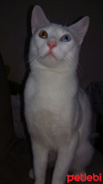 Van Kedisi, Kedi Bebe fotoğrafı