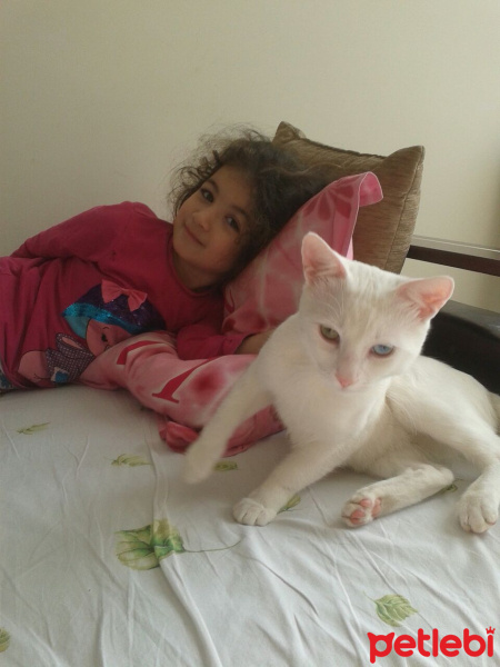 Van Kedisi, Kedi Bebe fotoğrafı