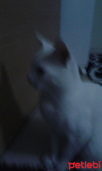 Van Kedisi, Kedi Bebe fotoğrafı