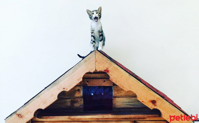 Tekir Kedi, Kedi hamsi fotoğrafı