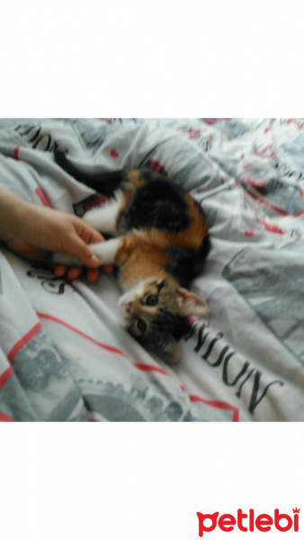 Tekir Kedi, Kedi Alya fotoğrafı